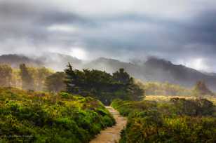 Point Lobos-3249.jpg